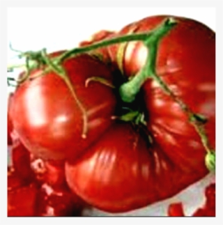 Morgtage Lifter Tomato Photo Source - Tomato Mortgage Lifter #8966154