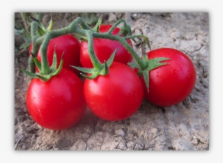 Crx 76038 F1 - Plum Tomato #8966241