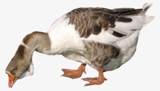 Goose Png #8967467