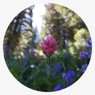 Our Annual Conference Brings Together Everyone In Utah - Verbena #8967676