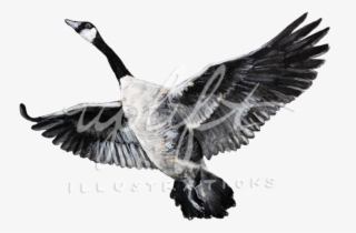 Goose - Canada Goose #8968060