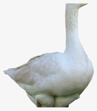 3d White Goose Png Image Hd Wallpapers Download For - Duck Png #8968137