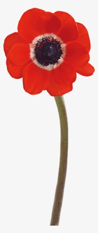 Poppy #8970753