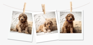 Poloriod-dogs #8974021