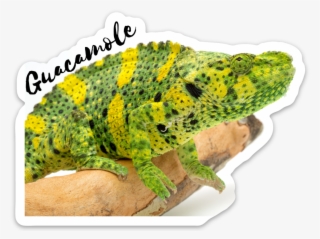 Meller's Chameleon #8975029