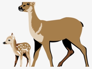 Hunting Clipart 8 Point Buck - White Tailed Deer Clipart #8976243