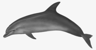 Spinner Dolphin Clipart Transparent Background - Dolphin Body #8978805