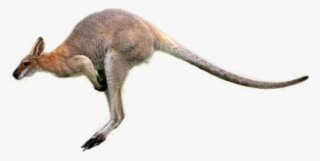 Kangaroo Png Image - Kangaroo Png #8979896