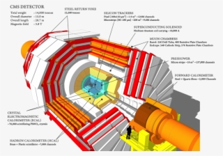 Png, Cms 160312 06 Thumb - Main Component Of Cms Detector #8983443