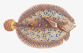 Fish, Animal, Water, Isolated, Exotic, Sea Animal - Fish #8983521