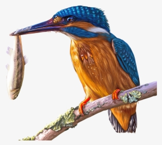 Kingfisher Png #8984235