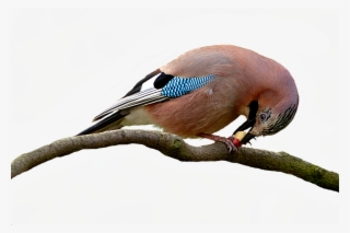 Bird,animal - Booby #8984291