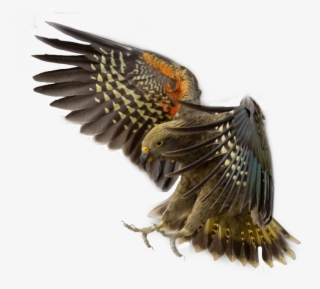 Eagle Sticker - Red Winged Blackbird #8984520