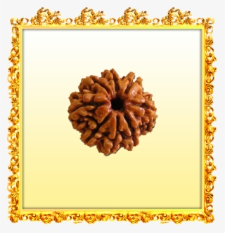 Buy 8 Mukhi Rudraksha Online - Shankh #8985569