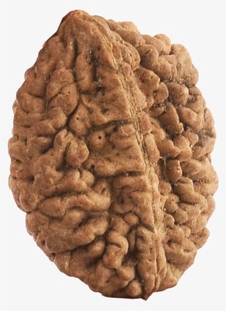 F - 2 Mukhi Rudraksha Original #8985684