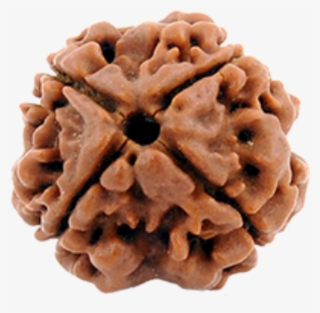 4 Mukhi Rudraksh - Chocolate #8986103