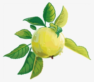 Render Fruit Vector Pomme Fruitsl Gumes Aliments Png - Fruit Render #8986361