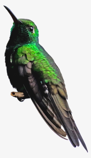 Hummingbird Png - Piciformes #8988242 Hummingbird Png - Piciformes #8988242