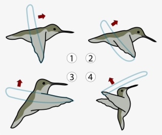 File - Hummingbird Flight - Svg - Smallest Bird That Can Fly Backwards #8989022