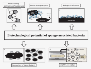 Examples Of The Biotechnological Potential Of Sponge-associated - Diagram #8990122
