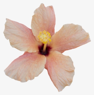 1024 X 731 5 - Free To Use Flower Png #8990127