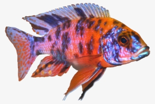 Marmalade Peacock - Exotic Cichlid #8990269