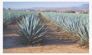 Agaves For Sugars And Fibres - Sembrados De Maguey En Jalisco #8991639