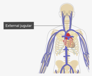 Labelled Image Of The External Jugular Vein - Subclavian Ven #8992112