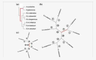 Application Of The Rooting Method To The Rattlesnake - Diagram #8993927
