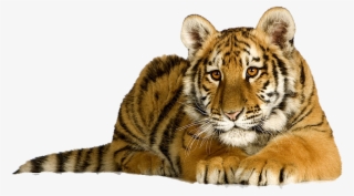 Tiger With White Background #8998567
