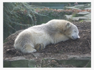 Knut Dead #8999237