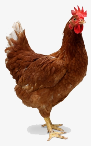 Chicken Transparent Png - Chicken Png #90140