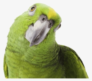 Parrot Png Free Download - Loro Png #90278