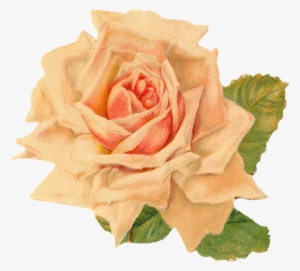 Gorgeus Clipart Orange Flower - Vintage Clip Art Roses Free #90402