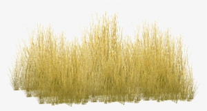 Tall Grass Png Savannah Grass - Yellow Grass Png #90472