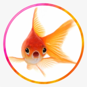 Animal World / Wonderville - Gold Fish Hd Wallpapers 1080p #90940