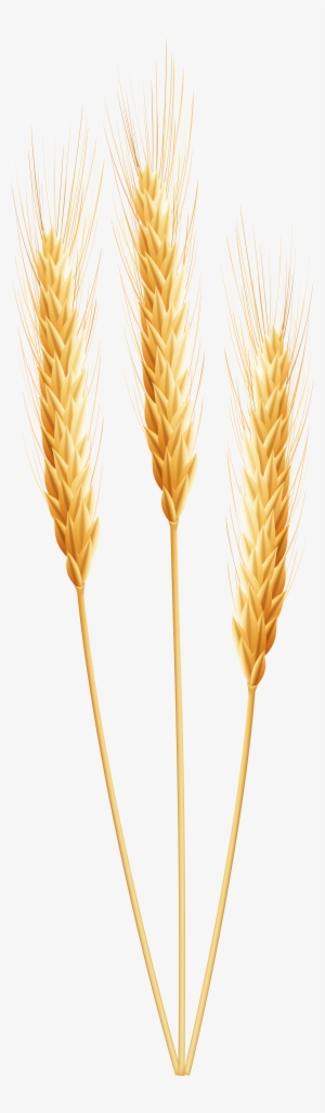 Wheat Transparent #91158 Wheat Transparent #91158
