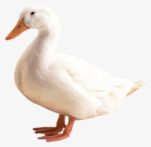 Duck Png Transparent Image - Duck Png #91247