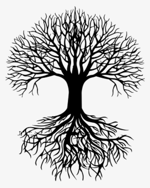 Roots Drawing Oak Tree #91471 Roots Drawing Oak Tree #91471