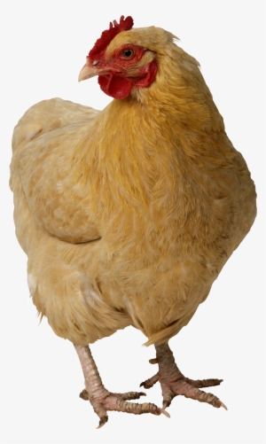 Chicken Twenty #91630