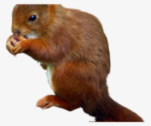 Squirrel Png Transparent Images - Fox Squirrel #91724