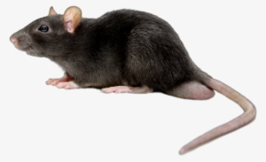 Rat Mouse Black Png - Rat Png #91752