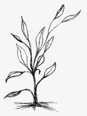 Stalk - Drawing Of Small Plants #91875