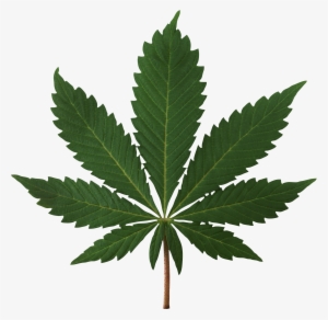 Cannabis Leaf Png Image - Cannabis Png #92230