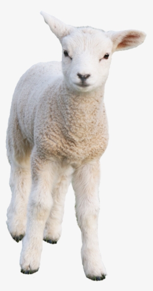 Sheep - Oveja Png #92283 Sheep - Oveja Png #92283