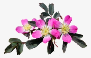 Flowers, Multicolor, Cutout, Beauty - Beauty Flower Png #92505