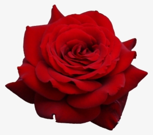 Rose Png Flower Images #92663