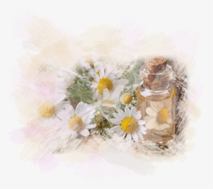 Beauty Salon Gloucester - Oxeye Daisy #92913