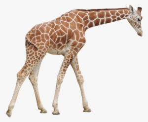Free Png Giraffe Png Images Transparent - Giraffe Png #93044