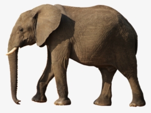 Elephant Png - Elephant #93352